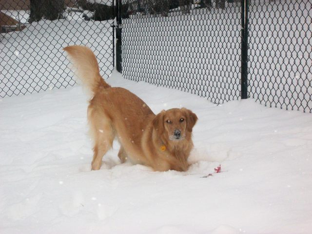 Lily playing in the blizzard of 2010